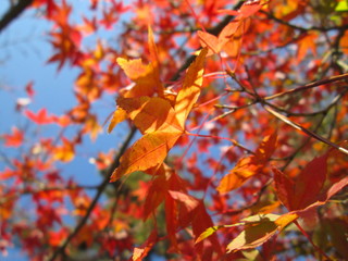 紅葉