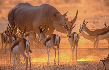 springboks and rhino in dusty red evening light 