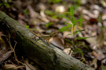 Green lizard. Beautiful animal in the nature habitat.