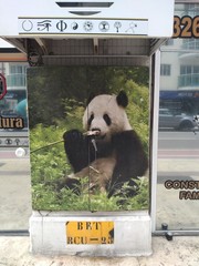 Famous pando © Paulo