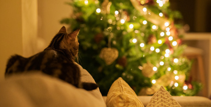 Beautiful short hair cat sitting on the sofa of the bedroom at home with christmas tree at the background