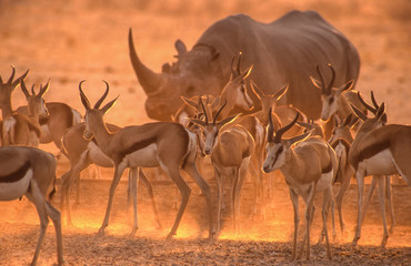 springboks and rhino in dusty red evening light 