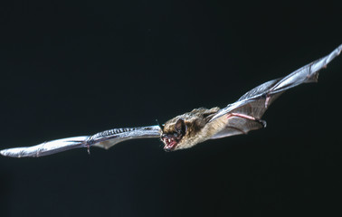 common serotine bat in flight