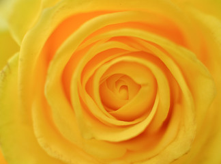 texture of natural fresh yellow rose flower close up as a background for a card for a holiday birthday, Valentine's Day, Mother's Day, Father's Day
