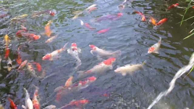 Colorful Koi Fish Swimming in Pond Water