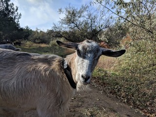 Goat on farm