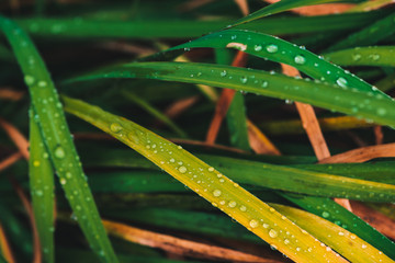 Beautiful vivid shiny green and yellowed grass with dew drops close-up with copy space. Pure, pleasant, nice greenery. Rain drops in macro. Background from green yellow textured plants in rain weather