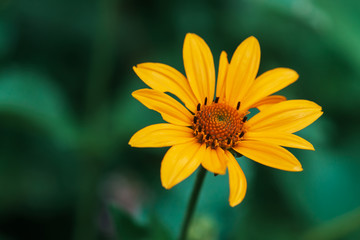 Colorful juicy yellow flower with orange center and vivid pleasant pure petals. Flowering jerusalem artichoke in macro. Blossoming helianthus tuberosus close-up. Beautiful flower of topinambur.