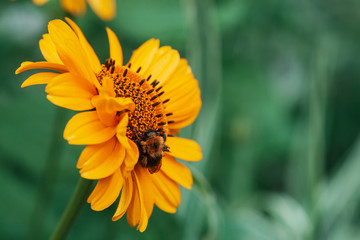 Fluffy bumblebee on juicy yellow flower with orange center and vivid pleasant pure petals. Pollination of beautiful flowering topinambur close-up. Bumblebee collect nectar in inflorescence in macro.