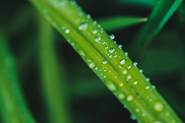 Beautiful vivid shiny green grass with dew drops close-up with copy space. Pure, pleasant, nice greenery with rain drops in sunlight in macro. Background from green textured plants in rain weather.