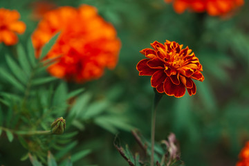 Amazing vintage marigolds grow among rich greenery. Small velvet red yellow flowers close-up. Natural background of tagetes in ground with copy space. Picturesque garden lush flowers. Wonderful flora.