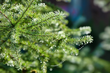 Larch branches in raindrops, natural outdoor background