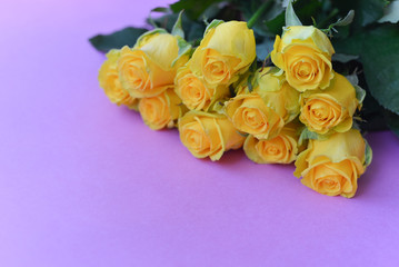 A bouquet of fresh yellow roses flowers with leaves on an isolated pink background. Flat lay, top view. corner composition. postcard birthday floral arrangement