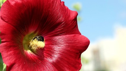 Pszczoła zapyla kwiat. © Rita Grecja