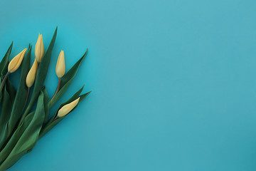 bouquet of buds of yellow tulips on blue textural background. Flat lay, copy space, top view. Flowers composition.