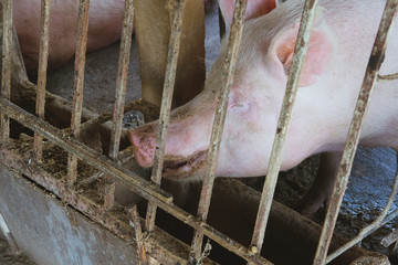 pig in stable in organic farm.