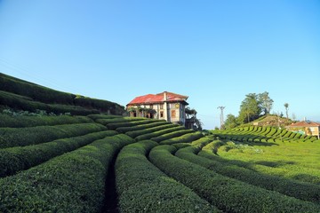 Beautiful tea garden close up in black sea region, Rize, Turkey