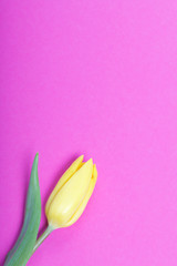 Spring flowers. One yellow tulip on a fuchsia background.