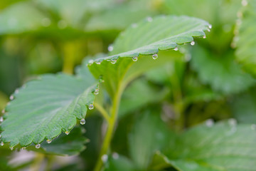 いちご農家のビニールハウス