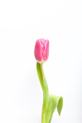 Spring flowers. One pink tulip on a white background.
