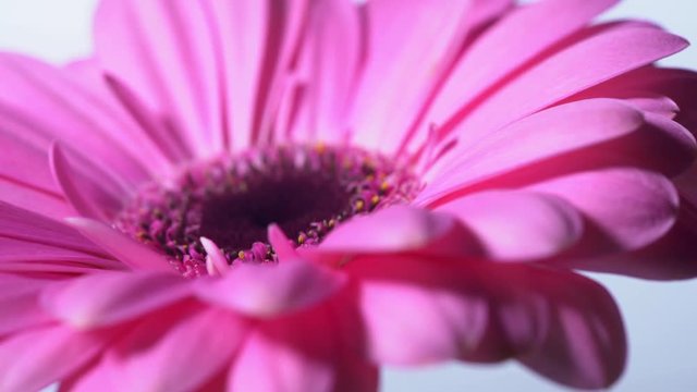 Pink magenta gerbera flower rotating on blue isolated background. Beautiful single blooming gerbera. Daisy is flower of Asteraceae family. 4k.