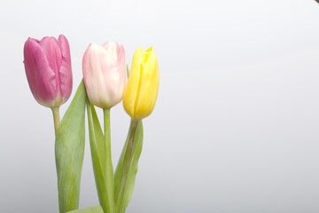 Naklejka premium Spring flowers. A bouquet of tulips of different colors on a white background.