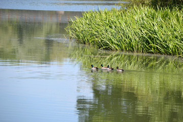 canard colvert dans l'eau, canard sauvage dans la rivière