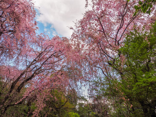 Blooming Weeping Cherry tree