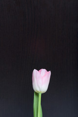 Spring flowers. One pink tulip on a dark background.