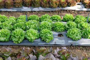 lettuce plant growing in farm. vegatable plantation  in garden