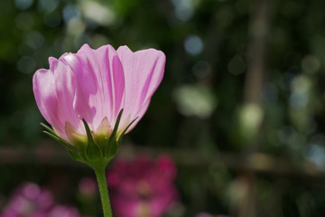 Obraz premium Colorful Cosmos flower blooming in garden.