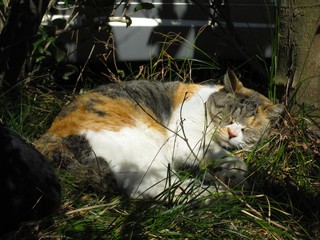猫
