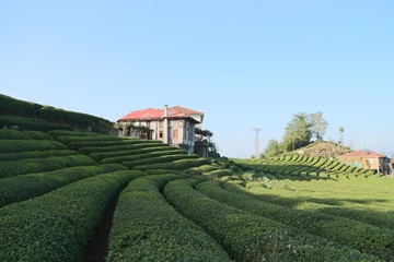 Fototapeta na wymiar Beautiful tea garden close up in black sea region, Rize, Turkey