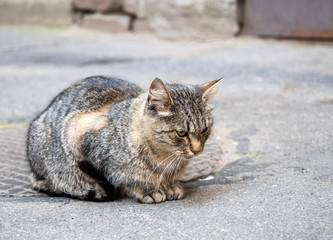 Brown street cat lay on floor