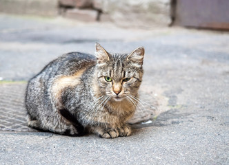 Brown street cat lay on floor