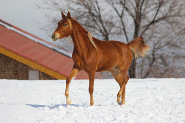 young purebred Arabian mare, foal runs trot through the snow in winter