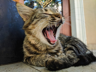 Cat on the street