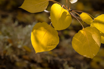 Close up of yellow autumn leaves