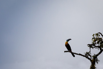 Toucan in Surinam