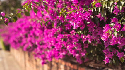 purple bougainvillea flowers