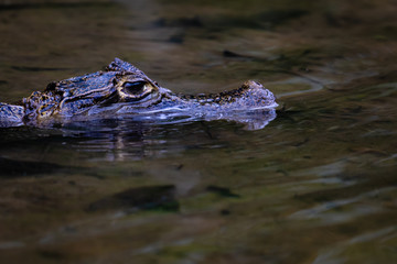 Cayman in Surinam
