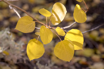 Close up of a group of yellow autumn leaves. The sun shining through the trees