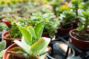 fresh cactus in the flower pot