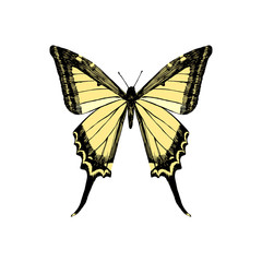 Hand drawn yellow swallowtail butterfly