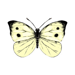 Hand drawn small white butterfly