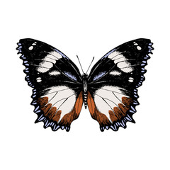 Hand drawn butterfly on white background