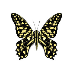 Hand drawn Tailed Jay Butterfly - Graphium agamemnon