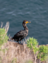Cormorant Bird standing in the sun on the bluff at La Jolla Beach, California 