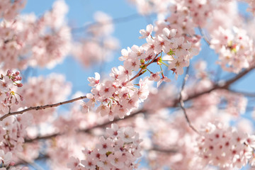 桜の花　背景：桜と青空