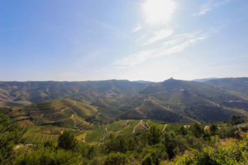 Fototapeta premium Winery